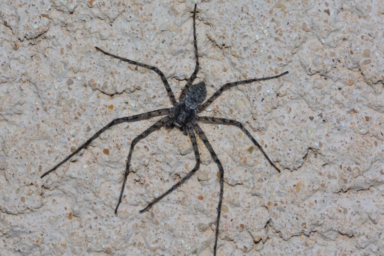 Philodromus margaritatus Philodromus margaritatus
